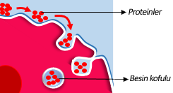 Epitel hücresinin proteinleri pinositoz ile alması